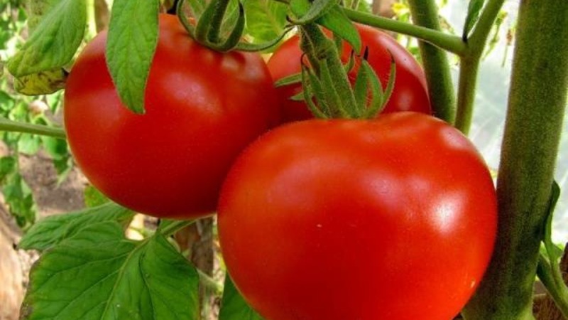 Un cadeau pour les jardiniers des régions du nord au climat difficile - un perce-neige de tomate stable et productif