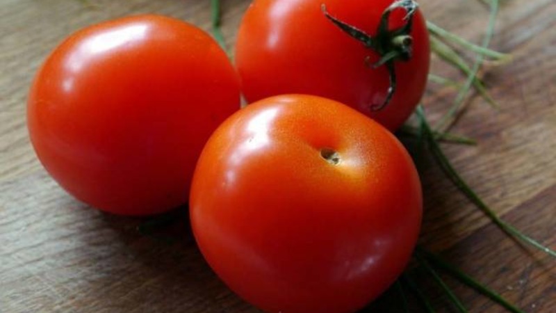 Un cadeau pour les jardiniers des régions du nord au climat difficile - un perce-neige de tomate stable et productif