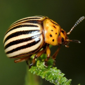 Une grande et douce variété de poivre Big Girl: critiques des résidents d'été et de leurs secrets de croissance