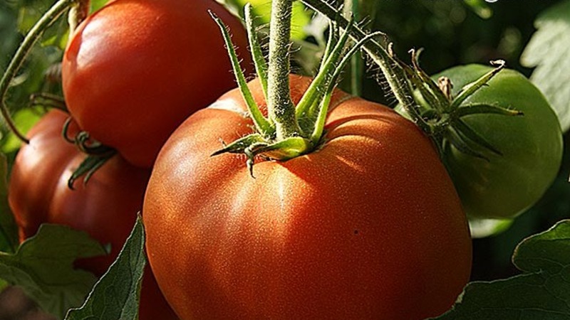 Variété de tomates qui ne vous décevra certainement pas - Tomato Monomakh's Hat