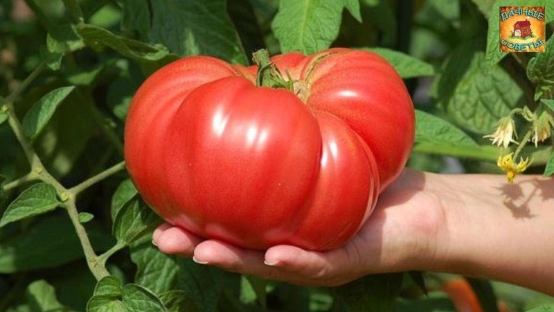 Variété de tomates qui ne vous décevra certainement pas - Tomato Monomakh's Hat