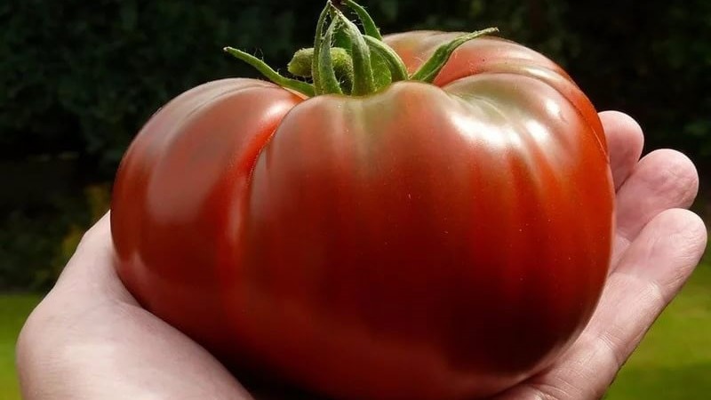 Variété de tomates qui ne vous décevra certainement pas - Tomato Monomakh's Hat