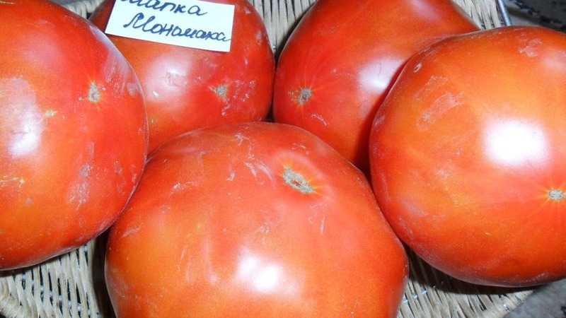 Variété de tomates qui ne vous décevra certainement pas - Tomato Monomakh's Hat
