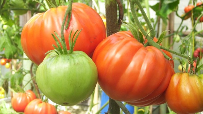 Variété de tomates qui ne vous décevra certainement pas - Tomato Monomakh's Hat