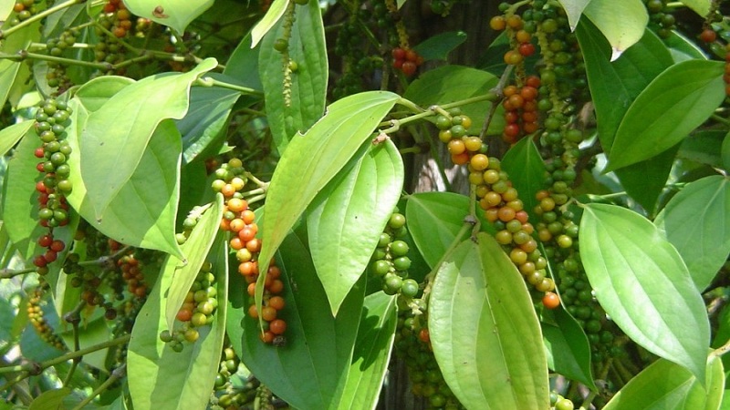 Qu'est-ce que le poivre blanc et comment est-il utilisé en cuisine, en cosmétologie et en médecine traditionnelle