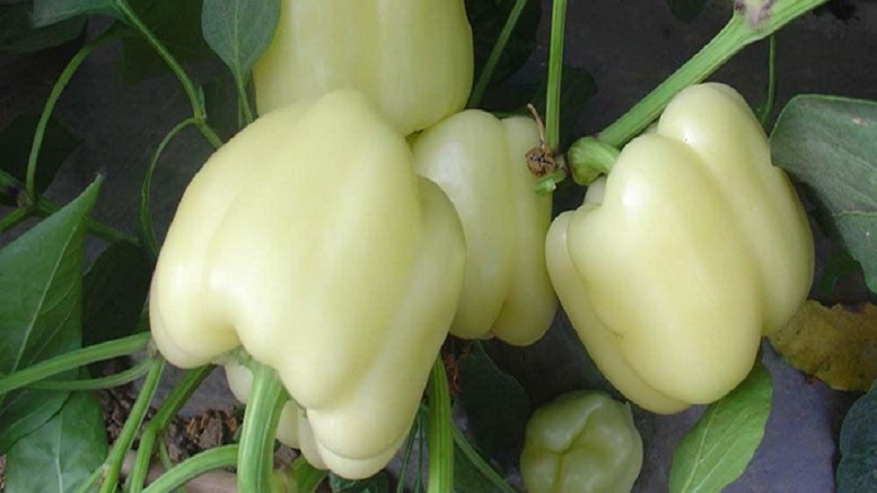 Qu'est-ce que le poivre blanc et comment est-il utilisé en cuisine, en cosmétologie et en médecine traditionnelle