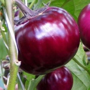Variété d'aubergine à maturité et à maturité précoce Bourgeois