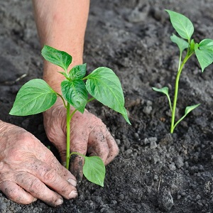 Variété d'aubergine à maturité et à maturité précoce Bourgeois