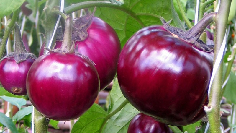 Variété d'aubergine à maturité et à maturité précoce Bourgeois