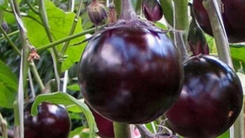Variété d'aubergine à maturité et à maturité précoce Bourgeois