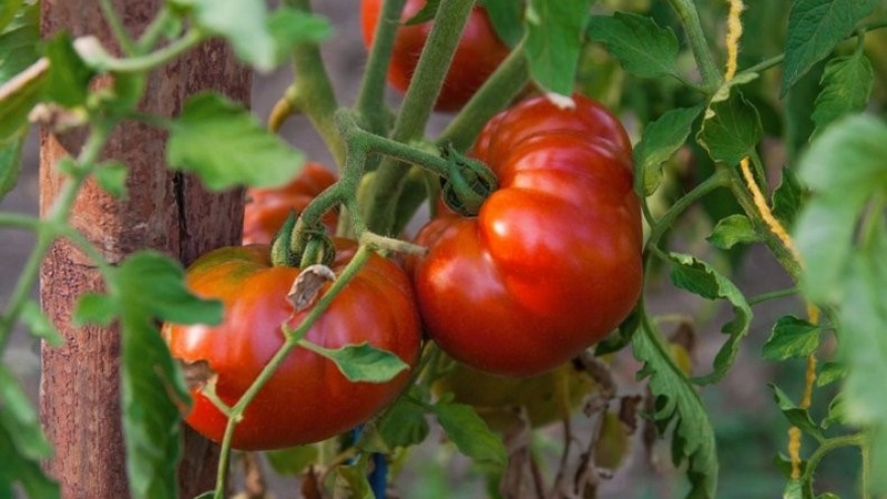 Une variété résistante aux conditions météorologiques difficiles - la célèbre tomate Pride of Siberia