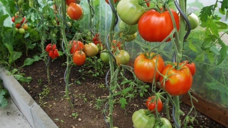 Une variété résistante aux conditions météorologiques difficiles - la célèbre tomate Pride of Siberia