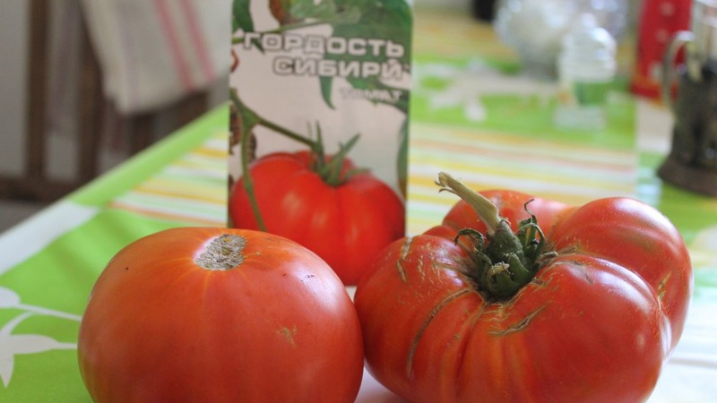 Une variété résistante aux conditions météorologiques difficiles - la célèbre tomate Pride of Siberia