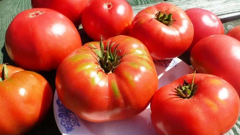Une variété résistante aux conditions météorologiques difficiles - la célèbre tomate Pride of Siberia