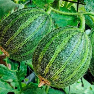 Qu'est-ce que le concombre, comment est-il cultivé et mangé