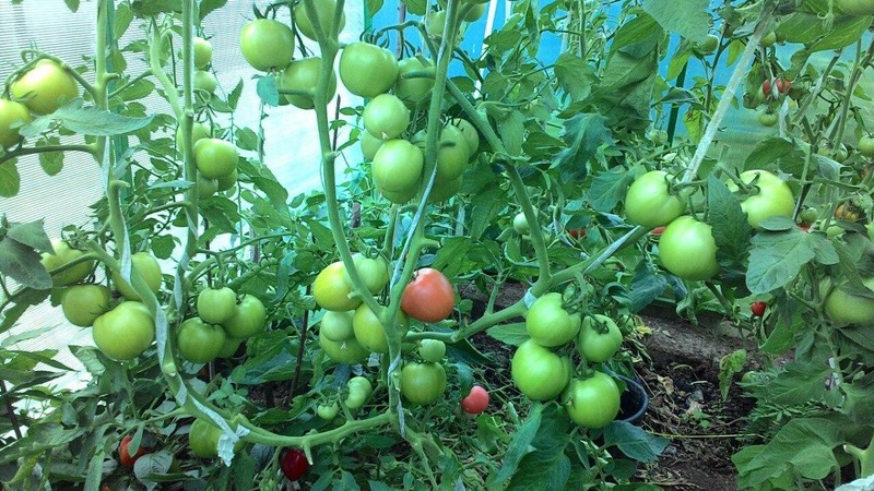 Un nouvel hybride avec des buissons puissants et une récolte abondante de tomates - Tomate Katrina F1
