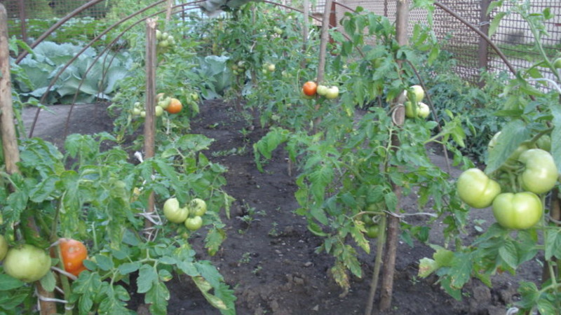 Un nouvel hybride avec des buissons puissants et une récolte abondante de tomates - Tomate Katrina F1