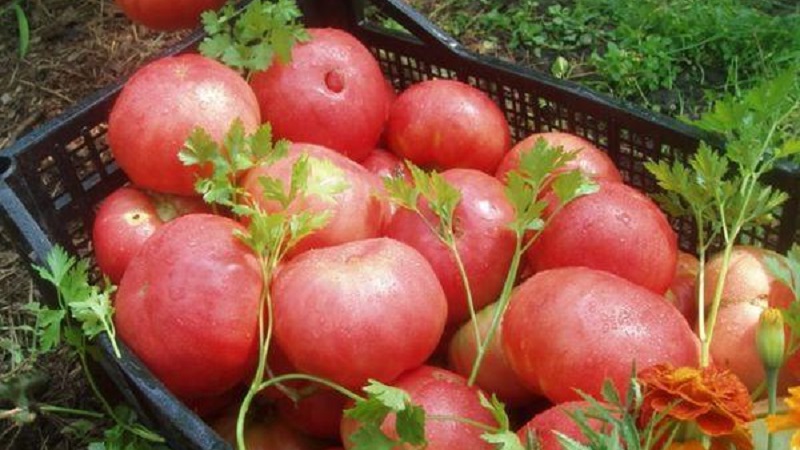 Nous cultivons une tomate géante sur notre site: secrets de plantation et conseils d'entretien