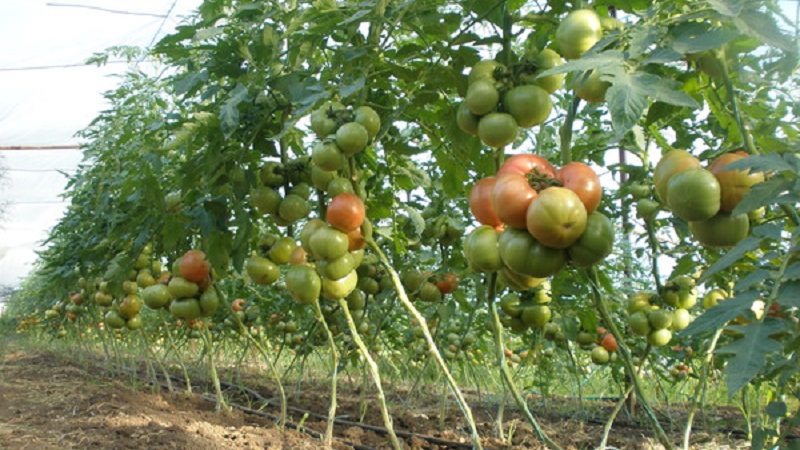 Nous cultivons une tomate géante sur notre site: secrets de plantation et conseils d'entretien