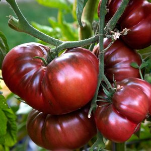 Nous cultivons une tomate géante sur notre site: secrets de plantation et conseils d'entretien