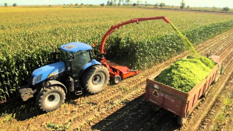 Comment se passe la culture et la récolte du maïs pour l'ensilage: les secrets de la technologie agricole du semis au stockage de la récolte