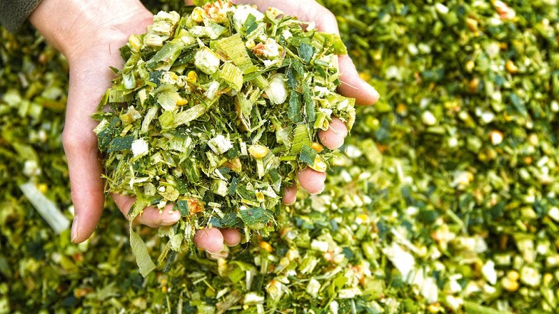 Comment se passe la culture et la récolte du maïs pour l'ensilage: les secrets de la technologie agricole du semis au stockage de la récolte