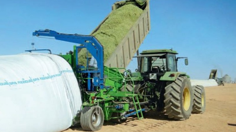 Comment se passe la culture et la récolte du maïs pour l'ensilage: les secrets de la technologie agricole du semis au stockage de la récolte