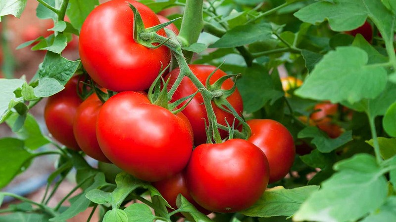 Nous cultivons une riche récolte en plein champ - la tomate résistante Vityaz