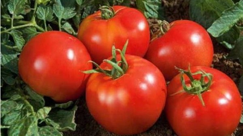 Nous cultivons une riche récolte en plein champ - la tomate résistante Vityaz