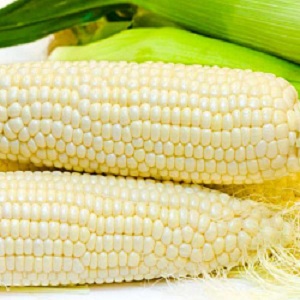 Maïs sucré: choisir la meilleure variété et cultiver correctement la variété de dessert