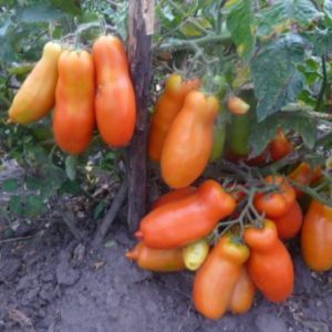 Une variété pour les amateurs de tomates exotiques rares - Tomato Firewood