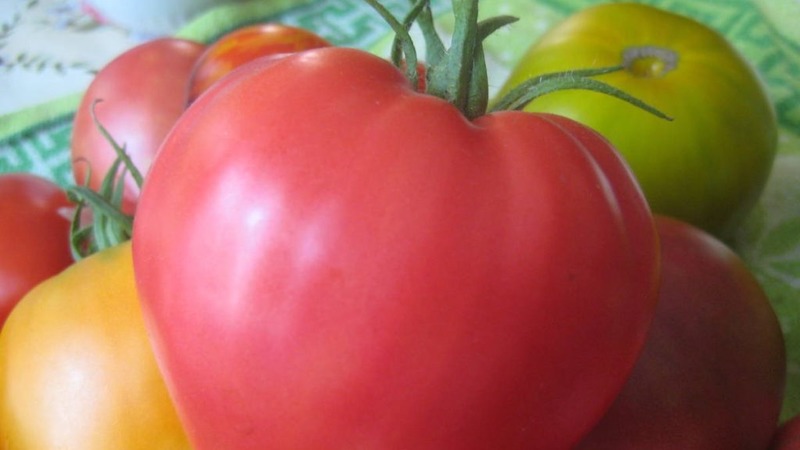 Une nouvelle variété, mais qui a déjà réussi à tomber amoureuse de la variété des agriculteurs - Tomato Sugar Nastasya