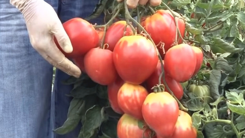 Une nouvelle variété, mais qui a déjà réussi à tomber amoureuse de la variété des agriculteurs - Tomato Sugar Nastasya