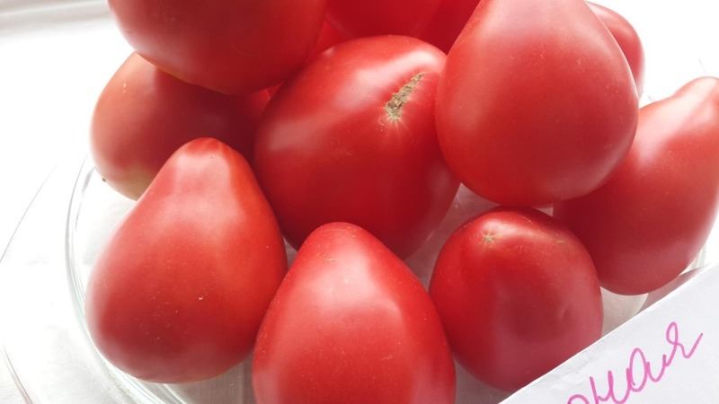 Une nouvelle variété, mais qui a déjà réussi à tomber amoureuse de la variété des agriculteurs - Tomato Sugar Nastasya
