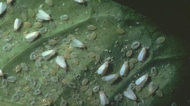 Pourquoi les groseilles ont des feuilles pâles, que faire et comment y remédier