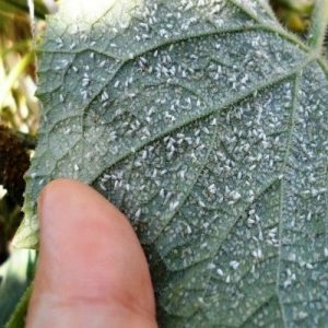 Comment se débarrasser d'une aleurode dans une serre sur des concombres: les méthodes de contrôle et de prévention les plus efficaces