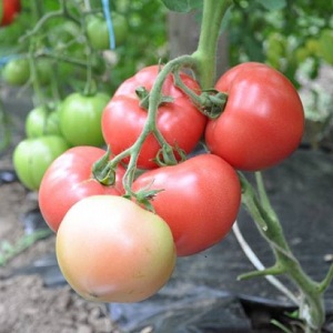 Tomato Pink Claire - la meilleure solution pour les régions du sud