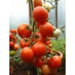 Examen d'un jardin d'été de tomates hybrides précoce F1: critiques des résidents d'été et instructions pour la culture d'un hybride