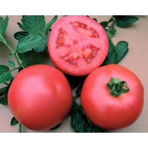 Un hybride précoce des sélectionneurs français - la tomate Alesi: un aperçu des avantages, des inconvénients et des caractéristiques