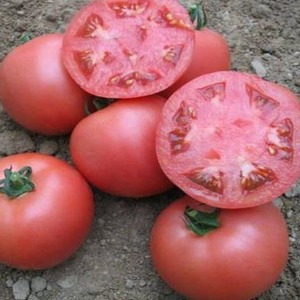 Un hybride précoce des sélectionneurs français - la tomate Alesi: un aperçu des avantages, des inconvénients et des caractéristiques