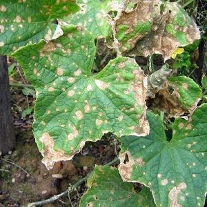 Causes et traitement de l'anthracnose du concombre: les méthodes les plus efficaces de lutte pour la santé des cultures