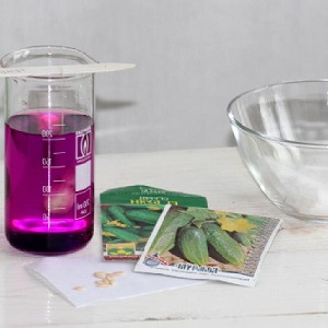 Causes et traitement de l'anthracnose du concombre: les méthodes les plus efficaces de lutte pour la santé des cultures