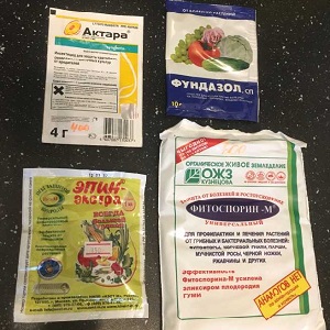 Causes et traitement de l'anthracnose du concombre: les méthodes les plus efficaces de lutte pour la santé des cultures