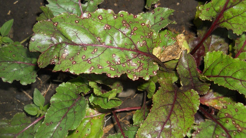 Que faire lorsque les feuilles de betterave jaunissent et qu'elles ne poussent pas?