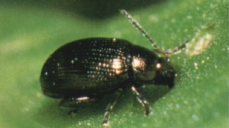 Que faire lorsque les feuilles de betterave jaunissent et qu'elles ne poussent pas?