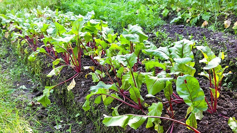 Que faire lorsque les feuilles de betterave jaunissent et qu'elles ne poussent pas?