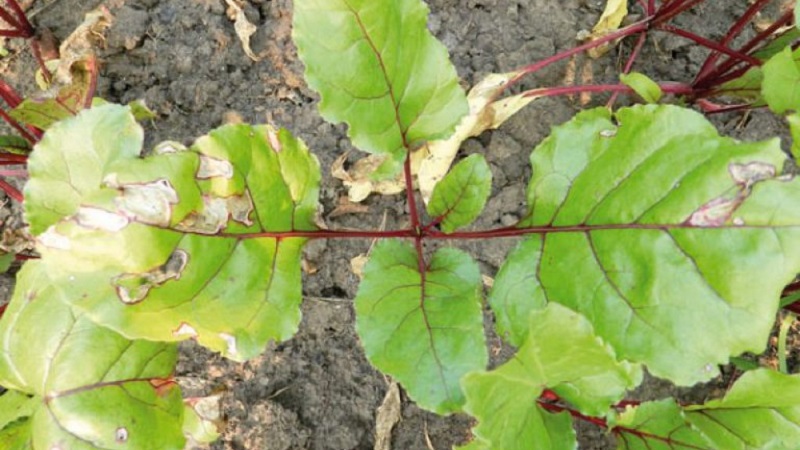 Que faire lorsque les feuilles de betterave jaunissent et qu'elles ne poussent pas?