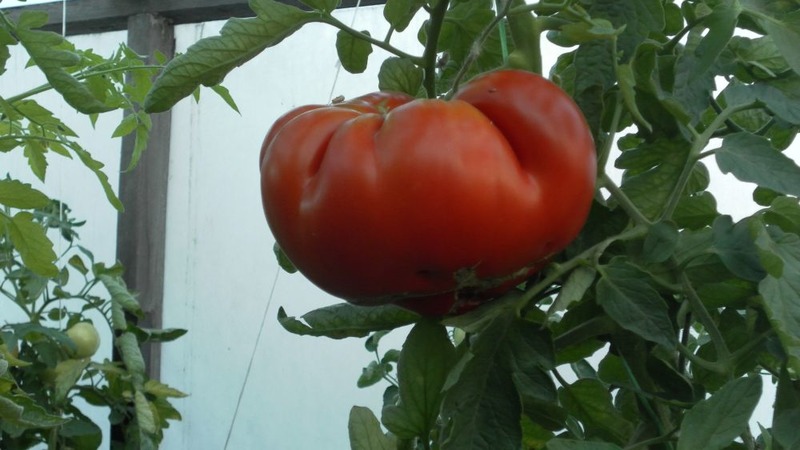 Variété de tomate résistante aux maladies et aux ravageurs Gigant Novikova