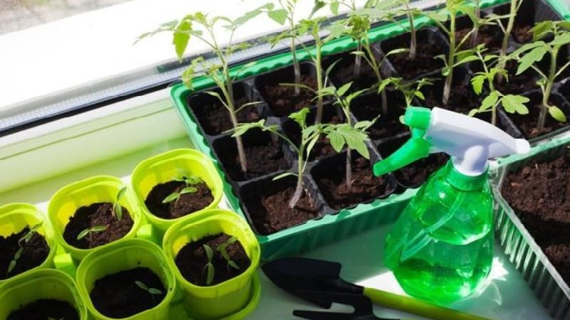 Variété de tomate résistante aux maladies et aux ravageurs Gigant Novikova
