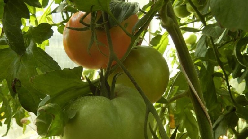 Variété de tomate résistante aux maladies et aux ravageurs Gigant Novikova